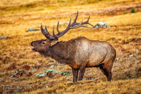 Bull Elk Bugling | Rocky Mountain National Park, Colorado | Skyline Press