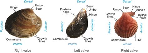 Rocks & Geodes Home Décor Home & Living Fossil bivalve shell 32.07 ...