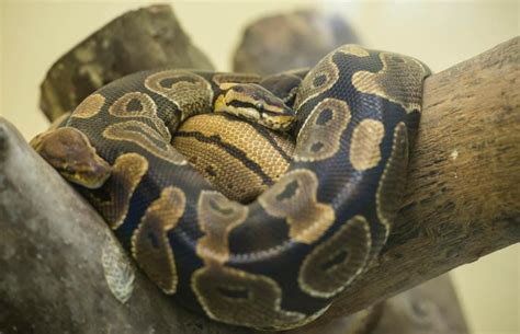 Ball Python Habitat | LoveToKnow