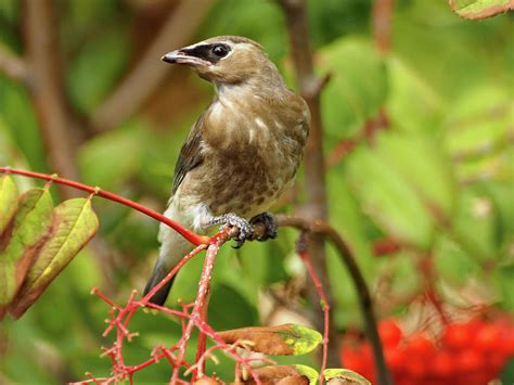 Juvenile Cedar Waxwing Photograph by James Peterson - Pixels