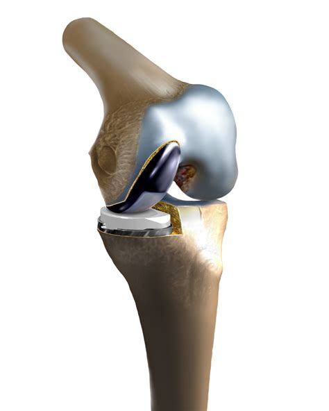 Parts Of The Knee