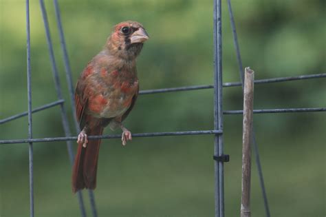 Cardinal Fledglings | Wild Love Photography