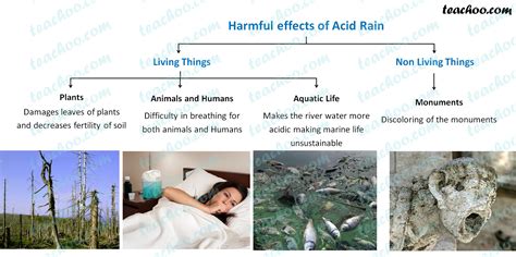 Acid Rain Effects On Animals