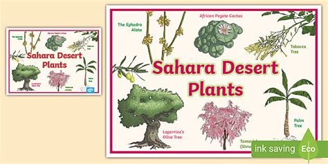 Sahara Desert Plants Poster - KS1 (Teacher-Made) - Twinkl