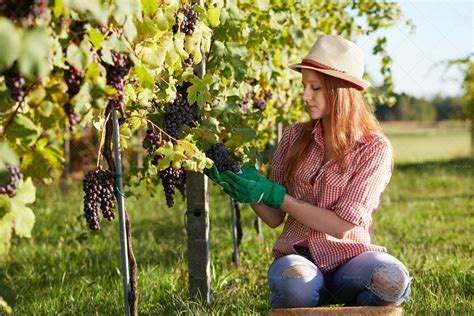 Harvesting Grapes - Stock Photos | Motion Array