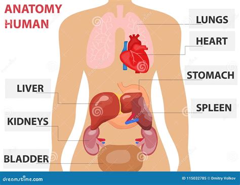 Human Organs, The Placement Of Human Organs In The Body. Human Anatomy ...