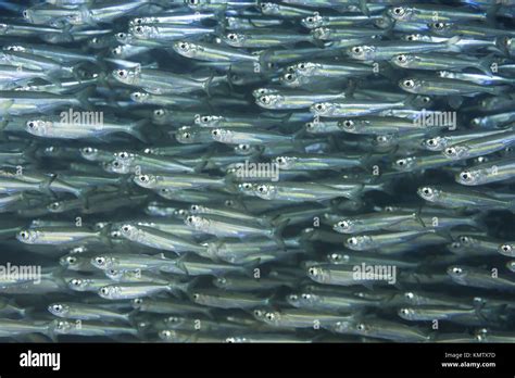 Massive school of fish Stock Photo: 167733873 - Alamy