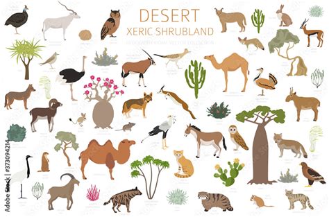 Desert biome, xeric shrubland natural region infographic. Terrestrial ...