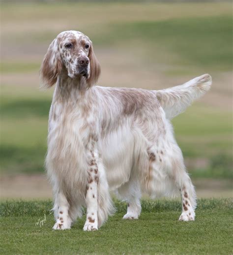 English Setter | English setter dogs, English setter, English setter ...