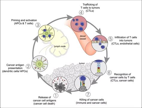 Cancer-Immunity Cycle:肿瘤免疫循环简介-CSDN博客