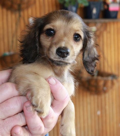 Dachshund Mix Breed Puppies - PET and YOU