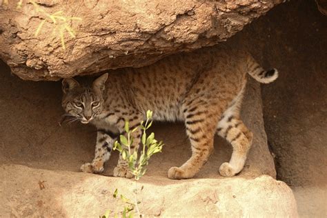 Animals in the Desert Ecosystem | Sciencing