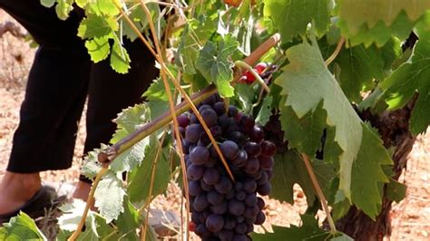 Grapes, Harvest, Vine. Free Stock Video - Pixabay