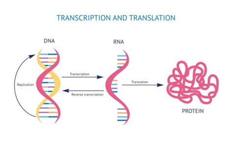 Dna Transcription And Translation Diagram