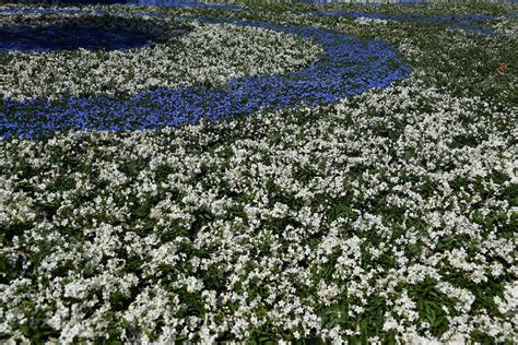 Farmed colorful outdoor flowers field 12010734 Stock Photo at Vecteezy