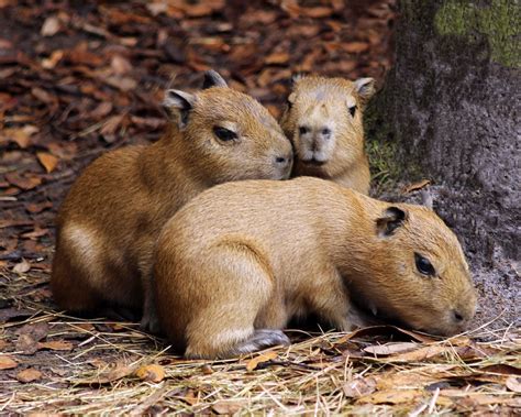 Trio of Capybara Babies Born at Brevard Zoo | Capivara, Capivaras ...