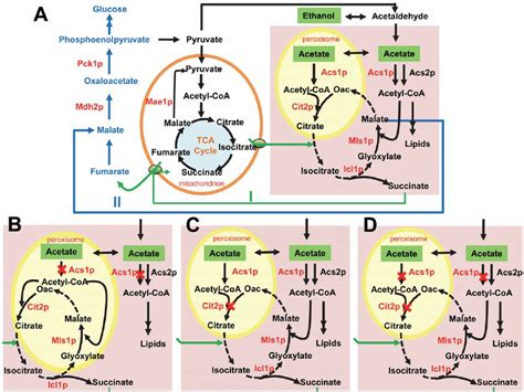 Schematic representing cytosolic and peroxisomal acetyl-CoA metabolism ...