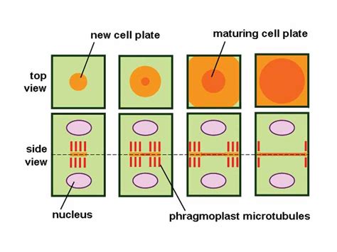 Science Image Archive for Teachers