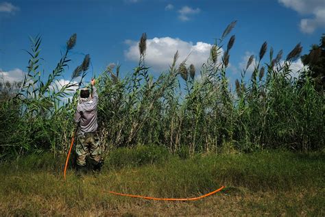 In the Growing Battle Against Invasive Plants, Texas Lags Behind Other ...