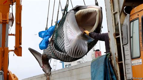 Japan resumes commercial whaling