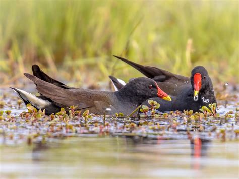 Female Moorhens (Male vs Female Identification) | Birdfact