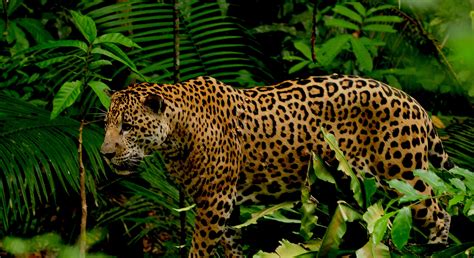 Rainforest Animals Facts Jaguar