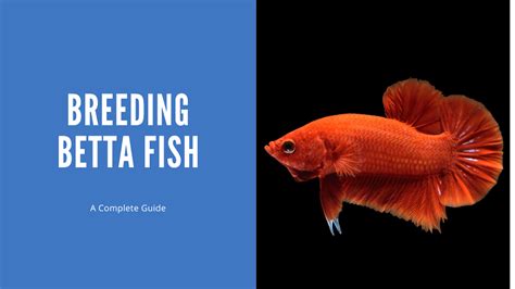 Breeding Betta Fish - A Complete Guide - AquariumStoreDepot