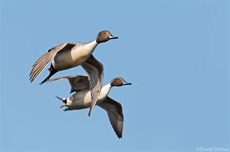 Recent waterfowl photos | Refuge Forums