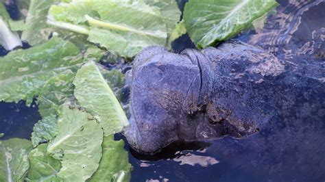 Florida prepares to resume manatee rescue efforts this winter