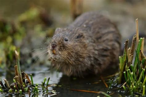 European Water Vole - Facts, Diet, Habitat & Pictures on Animalia.bio