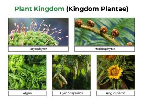 Kingdom Plantae Examples Scientific Name