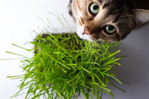 Types Of Cat Grass & How To Grow It - Cat-World