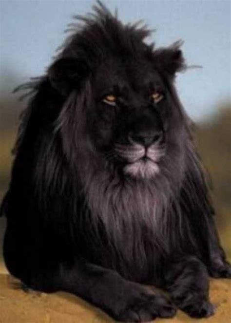 Black Mane Lion