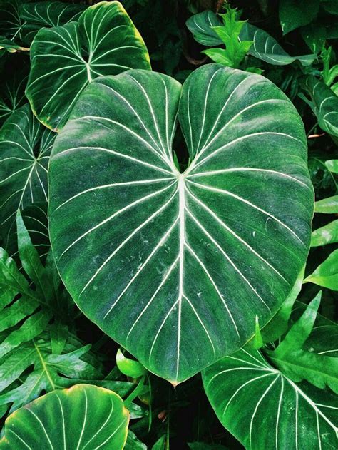 Is Alocasia A Philodendron - Gerden Style