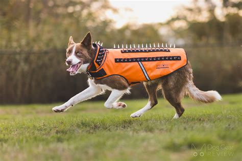 Coyote Vest - SpikeVest Review