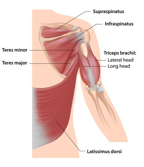 Torn Rotator Cuff Symptoms and the Treatment