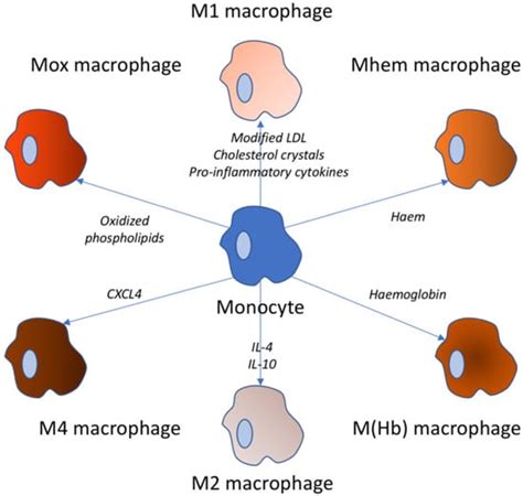 Biomedicines | Free Full-Text | Macrophages and Foam Cells: Brief ...