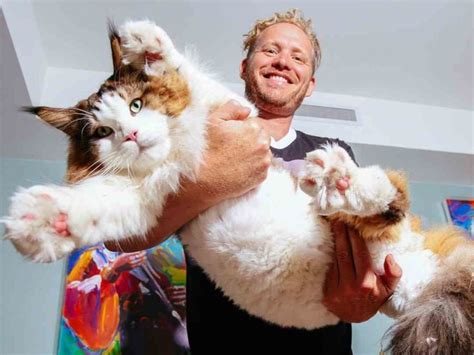 11 Largest Maine Coon Cats (in 2023)