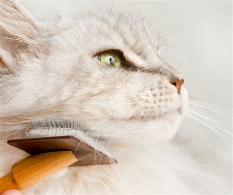 Best Brush For Long Haired Cats: A Guide To Grooming Tools