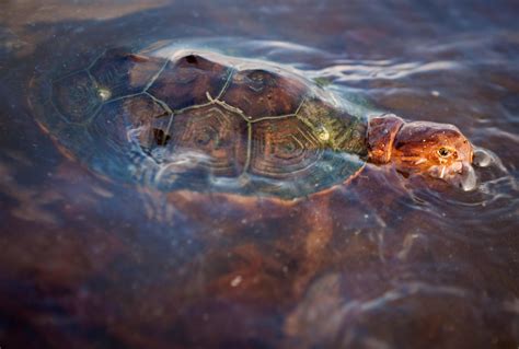 Bp Oil Spill Turtles