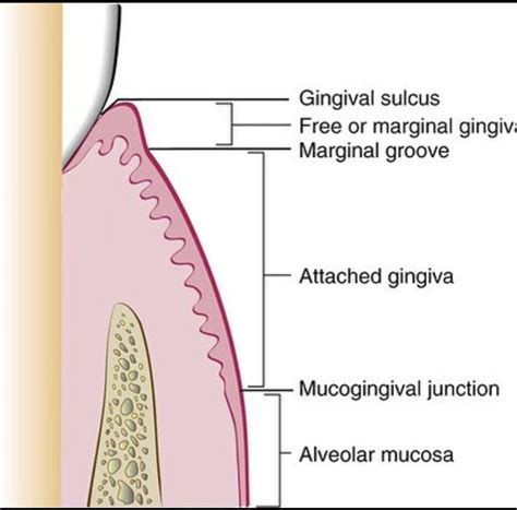 Anatomy of gingiva - MEDizzy