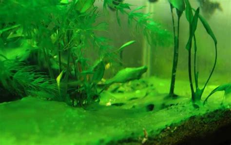 Algae in Fish Tank and Aquarium Control | Pets Mentor