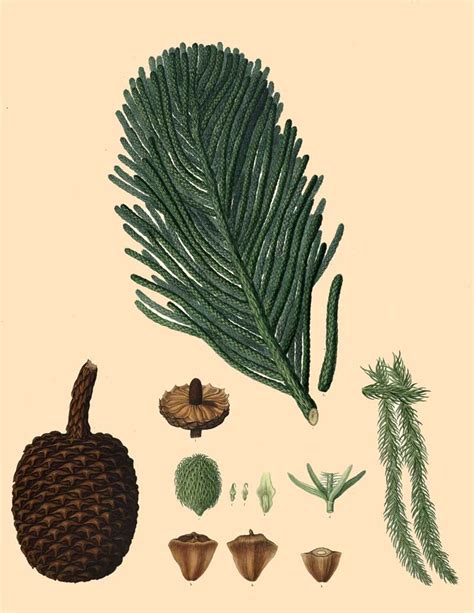 Araucaria columnaris