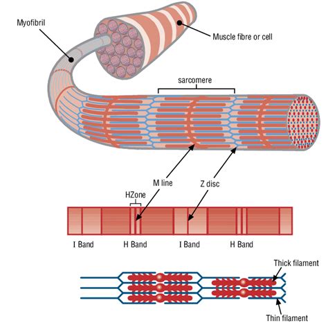 Diagram Of Actin And Myosin