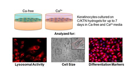 Keratin Promotes Differentiation of Keratinocytes Seeded on Collagen ...