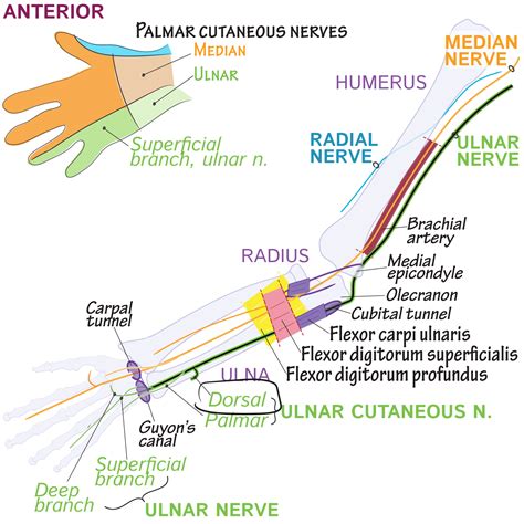 Gross Anatomy Glossary: Dorsal ulnar cutaneous nerve | ditki medical ...