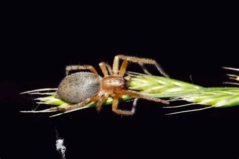 Unearth the Reality of Pennsylvania's Venomous Spiders - Animals Around ...