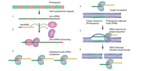 CRISPR/Cas9 - CRISPR Biotech Engineering