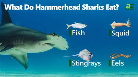 What Do Hammerhead Sharks Eat? Their Diet Explained - A-Z Animals