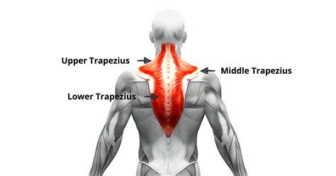 Pulled Trapezius Muscle Recovery Time - mapametawan